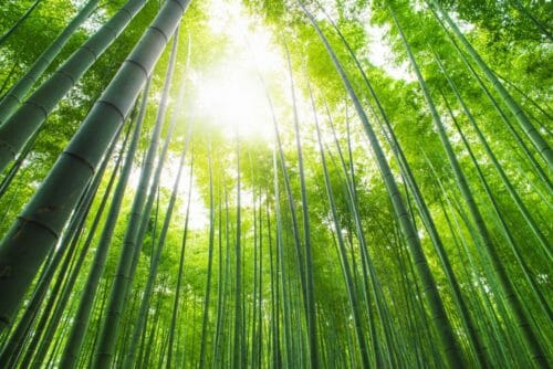 organic bamboo fabric