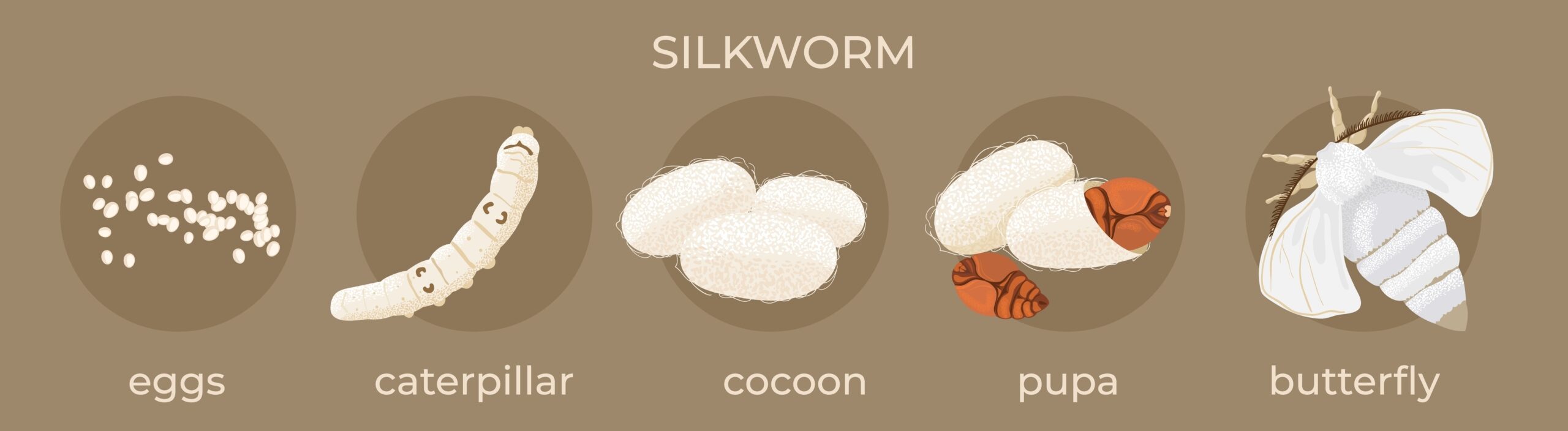 History Of Silk